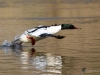 Filename=000067_fotowilga~54.JPG
Filesize=250KB
Dimensions=700x525
Date added=Apr 23, 2018 000067_fotowilga~54.JPG