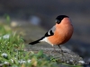Filename=0000681_fotowilga~9.JPG
Filesize=249KB
Dimensions=700x525
Date added=Dec 24, 2017 0000681_fotowilga~9.JPG