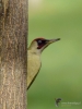 Filename=000068_fotowilga~55.JPG
Filesize=275KB
Dimensions=525x700
Date added=Feb 07, 2018 000068_fotowilga~55.JPG
