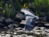 Filename=000069_fotowilga~30.JPG
Filesize=358KB
Dimensions=700x525
Date added=May 22, 2018 000069_fotowilga~30.JPG
