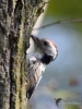 Filename=000069_fotowilga~33.JPG
Filesize=263KB
Dimensions=525x700
Date added=Sep 07, 2018 000069_fotowilga~33.JPG