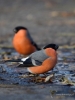 Filename=0000717_fotowilga~7.JPG
Filesize=239KB
Dimensions=525x700
Date added=May 09, 2018 0000717_fotowilga~7.JPG
