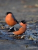 Filename=0000721_fotowilga~5.JPG
Filesize=238KB
Dimensions=525x700
Date added=Dec 03, 2018 0000721_fotowilga~5.JPG