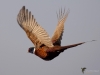 Filename=000074_fotowilga~53.JPG
Filesize=199KB
Dimensions=700x525
Date added=Jan 22, 2018 000074_fotowilga~53.JPG