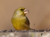 Filename=000074_fotowilga~58.JPG
Filesize=216KB
Dimensions=700x525
Date added=Sep 15, 2018 000074_fotowilga~58.JPG