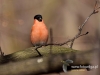 Filename=000080_fotowilga~37.JPG
Filesize=71KB
Dimensions=640x480
Date added=Mar 26, 2017 000080_fotowilga~37.JPG