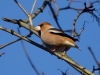 Filename=000082_fotowilga~54.JPG
Filesize=255KB
Dimensions=700x525
Date added=Apr 25, 2018 000082_fotowilga~54.JPG