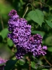 000084_fotowilga.JPG