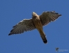 Filename=000101_fotowilga~0.JPG
Filesize=251KB
Dimensions=700x550
Date added=Sep 18, 2021 000101_fotowilga~0.JPG