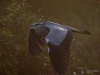 Filename=00010_fotowilga.JPG
Filesize=267KB
Dimensions=700x525
Date added=Oct 26, 2019 00010_fotowilga.JPG