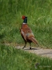Filename=000112_fotowilga~41.JPG
Filesize=312KB
Dimensions=525x700
Date added=Jul 24, 2017 000112_fotowilga~41.JPG