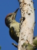 Filename=000112_fotowilga~68.JPG
Filesize=275KB
Dimensions=525x700
Date added=Jun 06, 2019 000112_fotowilga~68.JPG