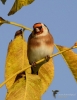 Filename=000115_fotowilga~0.JPG
Filesize=286KB
Dimensions=544x700
Date added=Oct 12, 2021 000115_fotowilga~0.JPG