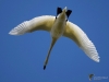 Filename=000124_fotowilga~61.JPG
Filesize=224KB
Dimensions=700x525
Date added=Sep 26, 2019 000124_fotowilga~61.JPG
