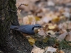 Filename=000127_fotowilga.JPG
Filesize=288KB
Dimensions=700x525
Date added=Dec 10, 2018 000127_fotowilga.JPG