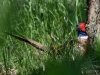 Filename=000128_fotowilga~63.JPG
Filesize=358KB
Dimensions=700x525
Date added=Jun 04, 2019 000128_fotowilga~63.JPG