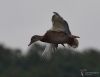 Filename=000131_fotowilga~0.JPG
Filesize=199KB
Dimensions=700x539
Date added=Oct 01, 2021 000131_fotowilga~0.JPG
