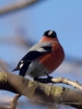 Filename=000134_fotowilga~47.JPG
Filesize=230KB
Dimensions=525x700
Date added=Apr 28, 2018 000134_fotowilga~47.JPG