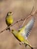 Filename=00013_fotowilga~66.JPG
Filesize=231KB
Dimensions=525x700
Date added=Mar 06, 2019 00013_fotowilga~66.JPG