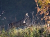 Filename=000143_fotowilga.JPG
Filesize=365KB
Dimensions=700x525
Date added=Oct 26, 2019 000143_fotowilga.JPG
