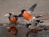 Filename=000143_fotowilga~47.JPG
Filesize=247KB
Dimensions=700x525
Date added=Feb 28, 2018 000143_fotowilga~47.JPG