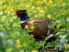 Filename=000147_fotowilga~58.JPG
Filesize=309KB
Dimensions=700x525
Date added=May 03, 2018 000147_fotowilga~58.JPG