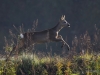 Filename=000147_fotowilga~73.JPG
Filesize=291KB
Dimensions=700x525
Date added=Oct 26, 2019 000147_fotowilga~73.JPG