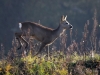 Filename=000148_fotowilga.JPG
Filesize=323KB
Dimensions=700x525
Date added=Oct 26, 2019 000148_fotowilga.JPG