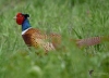 Filename=00014_fotowilga~0.JPG
Filesize=236KB
Dimensions=700x504
Date added=May 27, 2020 00014_fotowilga~0.JPG