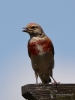 Filename=00014_fotowilga~10.JPG
Filesize=194KB
Dimensions=525x700
Date added=Aug 19, 2018 00014_fotowilga~10.JPG