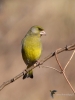 Filename=00014_fotowilga~55.JPG
Filesize=230KB
Dimensions=525x700
Date added=Mar 06, 2019 00014_fotowilga~55.JPG