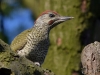 Filename=000150_fotowilga~53.JPG
Filesize=290KB
Dimensions=700x525
Date added=Jul 02, 2019 000150_fotowilga~53.JPG