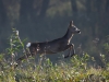 Filename=000153_fotowilga~60.JPG
Filesize=286KB
Dimensions=700x525
Date added=Oct 26, 2019 000153_fotowilga~60.JPG