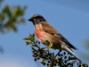 Filename=000156_fotowilga~52.JPG
Filesize=279KB
Dimensions=700x525
Date added=Jul 08, 2019 000156_fotowilga~52.JPG