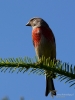 Filename=000157_fotowilga~54.JPG
Filesize=237KB
Dimensions=525x700
Date added=Jul 08, 2019 000157_fotowilga~54.JPG