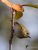 Filename=000162_fotowilga~53.JPG
Filesize=250KB
Dimensions=525x700
Date added=Oct 18, 2019 000162_fotowilga~53.JPG