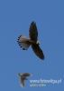 Filename=000168_fotowilga~30.JPG
Filesize=38KB
Dimensions=343x480
Date added=Jun 14, 2016 000168_fotowilga~30.JPG