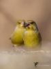 Filename=000170_fotowilga~63.JPG
Filesize=195KB
Dimensions=525x700
Date added=Jul 21, 2019 000170_fotowilga~63.JPG