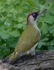 Filename=000172_fotowilga.JPG
Filesize=313KB
Dimensions=546x700
Date added=Mar 29, 2022 000172_fotowilga.JPG