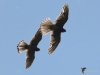 Filename=000177_fotowilga~47.JPG
Filesize=199KB
Dimensions=700x525
Date added=May 31, 2019 000177_fotowilga~47.JPG