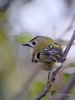 Filename=000178_fotowilga~59.JPG
Filesize=245KB
Dimensions=525x700
Date added=Oct 05, 2019 000178_fotowilga~59.JPG