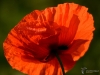 Filename=00017_fotowilga.JPG
Filesize=237KB
Dimensions=700x525
Date added=Jun 23, 2019 00017_fotowilga.JPG