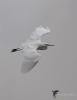 Filename=000183_fotowilga~0.JPG
Filesize=171KB
Dimensions=542x700
Date added=Oct 01, 2021 000183_fotowilga~0.JPG