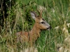 Filename=000192_fotowilga~48.JPG
Filesize=378KB
Dimensions=700x525
Date added=May 14, 2018 000192_fotowilga~48.JPG