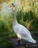 000199_fotowilga.JPG