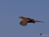 Filename=00019_fotowilga.JPG
Filesize=215KB
Dimensions=700x525
Date added=Mar 10, 2019 00019_fotowilga.JPG