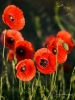 Filename=00019_fotowilga~61.JPG
Filesize=272KB
Dimensions=525x700
Date added=Jun 08, 2019 00019_fotowilga~61.JPG