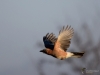Filename=0001_fotowilga~43.JPG
Filesize=188KB
Dimensions=700x525
Date added=Jan 06, 2018 0001_fotowilga~43.JPG