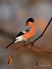 Filename=000200_fotowilga~43.JPG
Filesize=211KB
Dimensions=525x700
Date added=Jan 08, 2018 000200_fotowilga~43.JPG