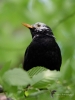Filename=000229_fotowilga~42.JPG
Filesize=240KB
Dimensions=525x700
Date added=Apr 29, 2018 000229_fotowilga~42.JPG